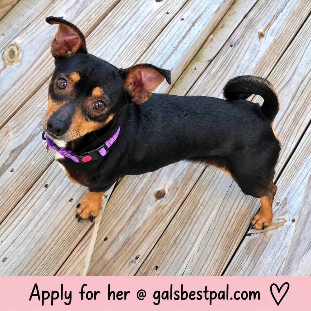 Enlarge Allie, a Adoptable mixed breed in Saugus, MA image 2/6