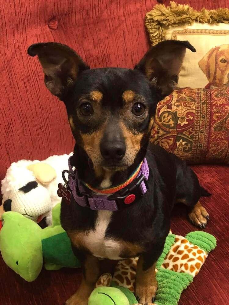 Enlarge Allie, a Adoptable mixed breed in Saugus, MA image 3/6