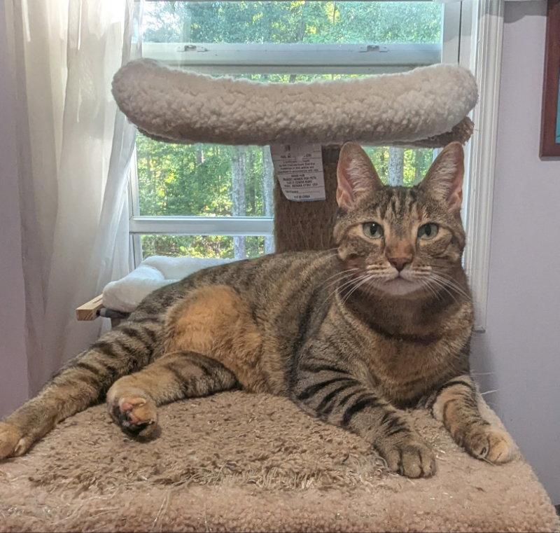 Enlarge Lolly, a Adoptable mixed breed in Locust Grove, GA image 2/3