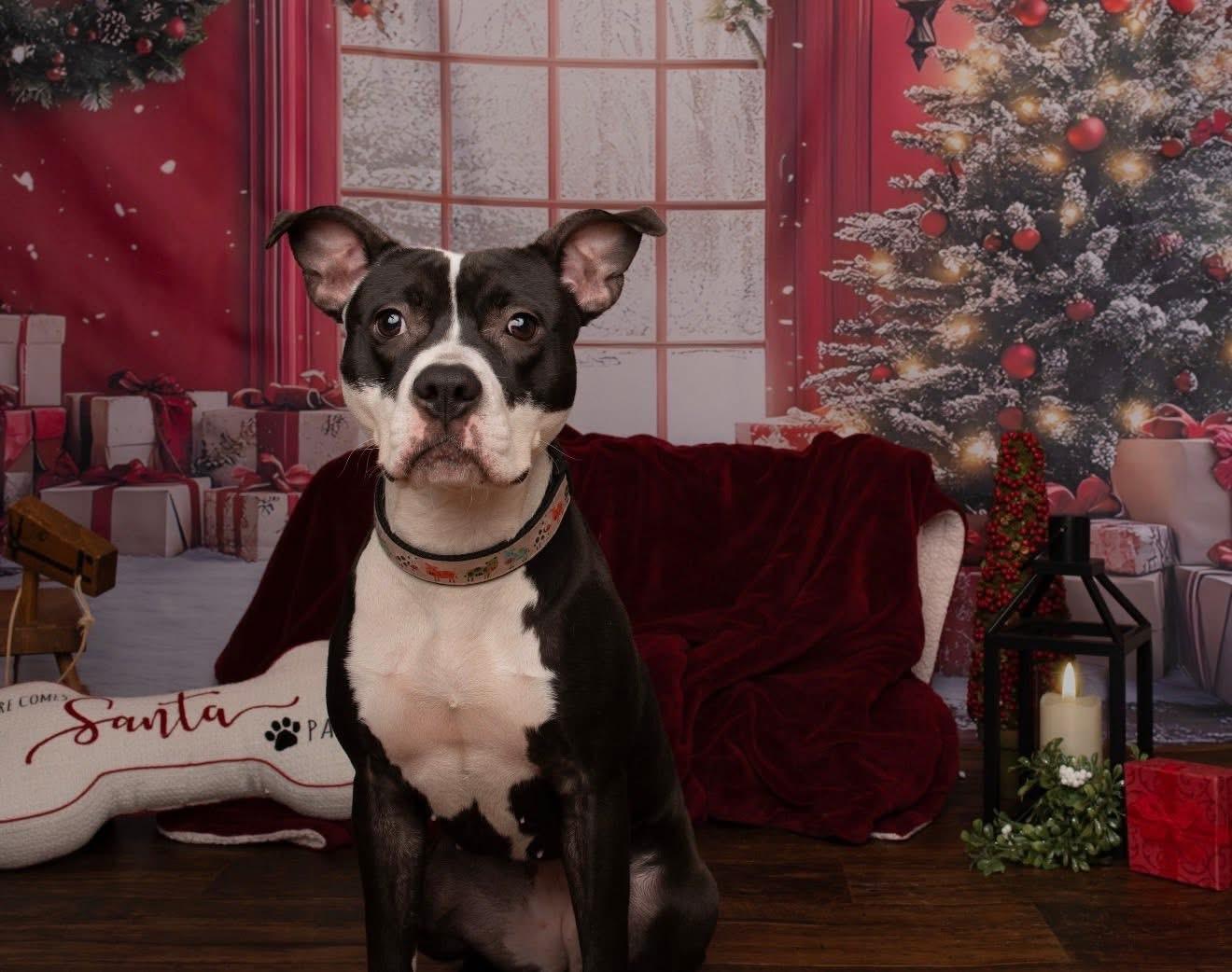 Enlarge Clover, a Adoptable Mixed Breed in Harrington, DE image 1/6