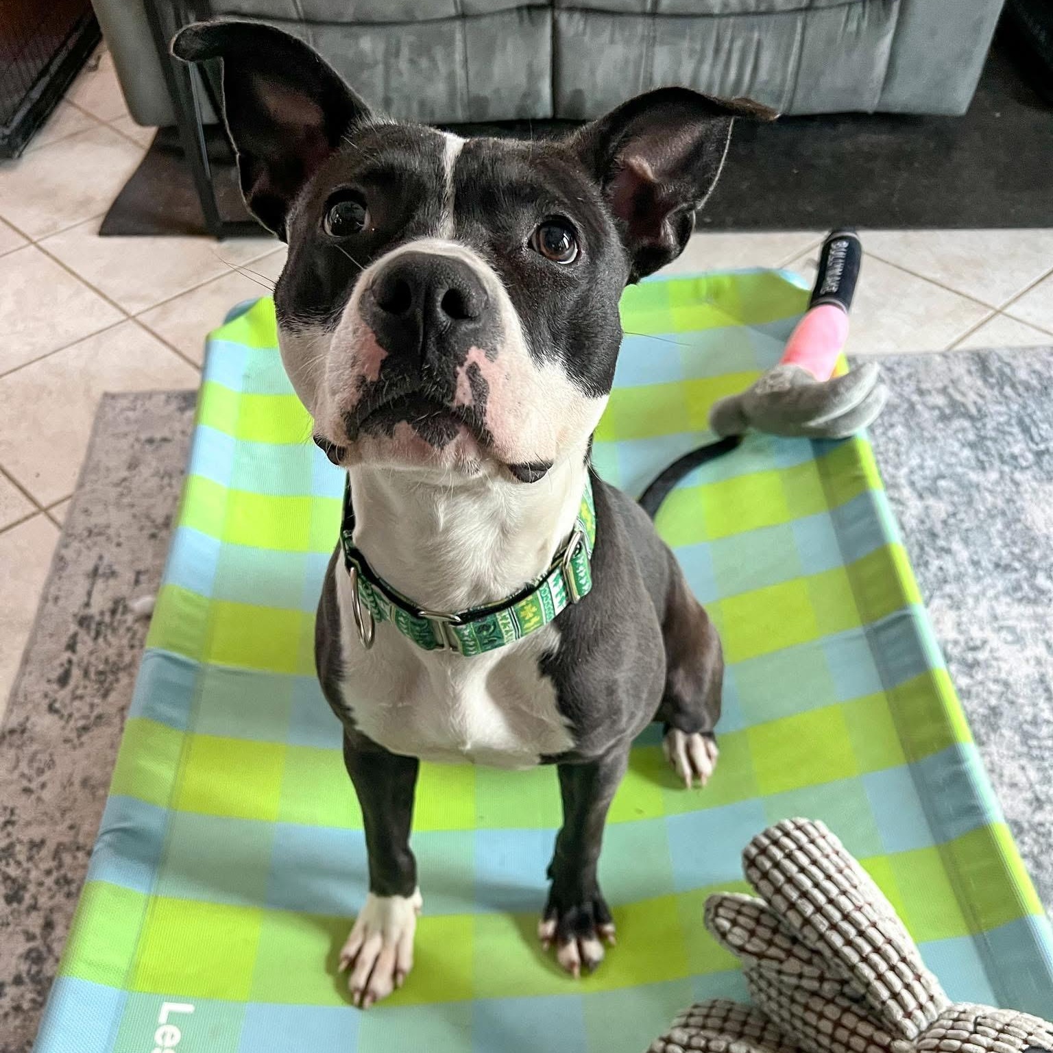 Enlarge Clover, a Adoptable Mixed Breed in Harrington, DE image 5/6