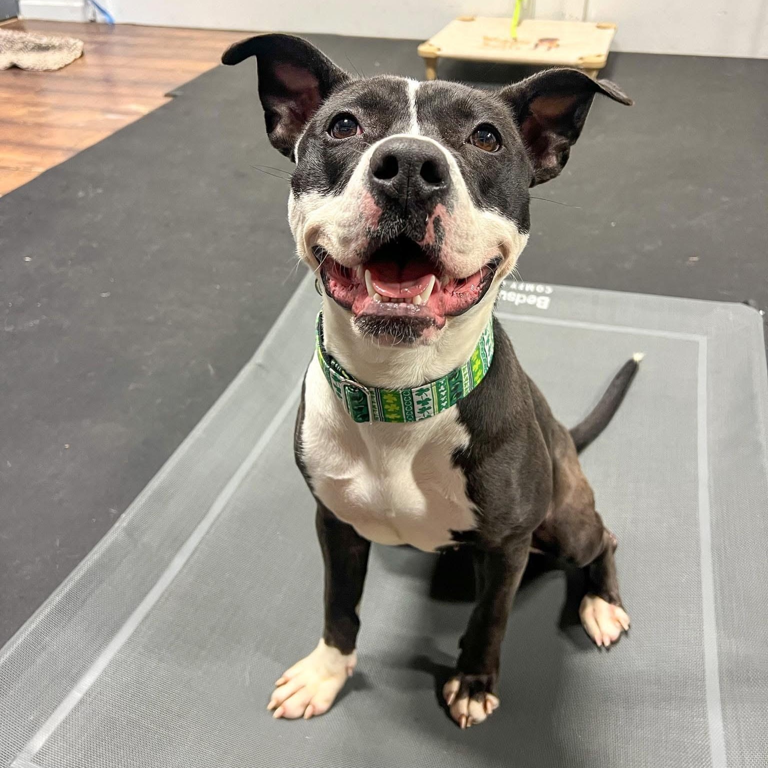 Clover, Adoptable, Adult Female Mixed Breed.