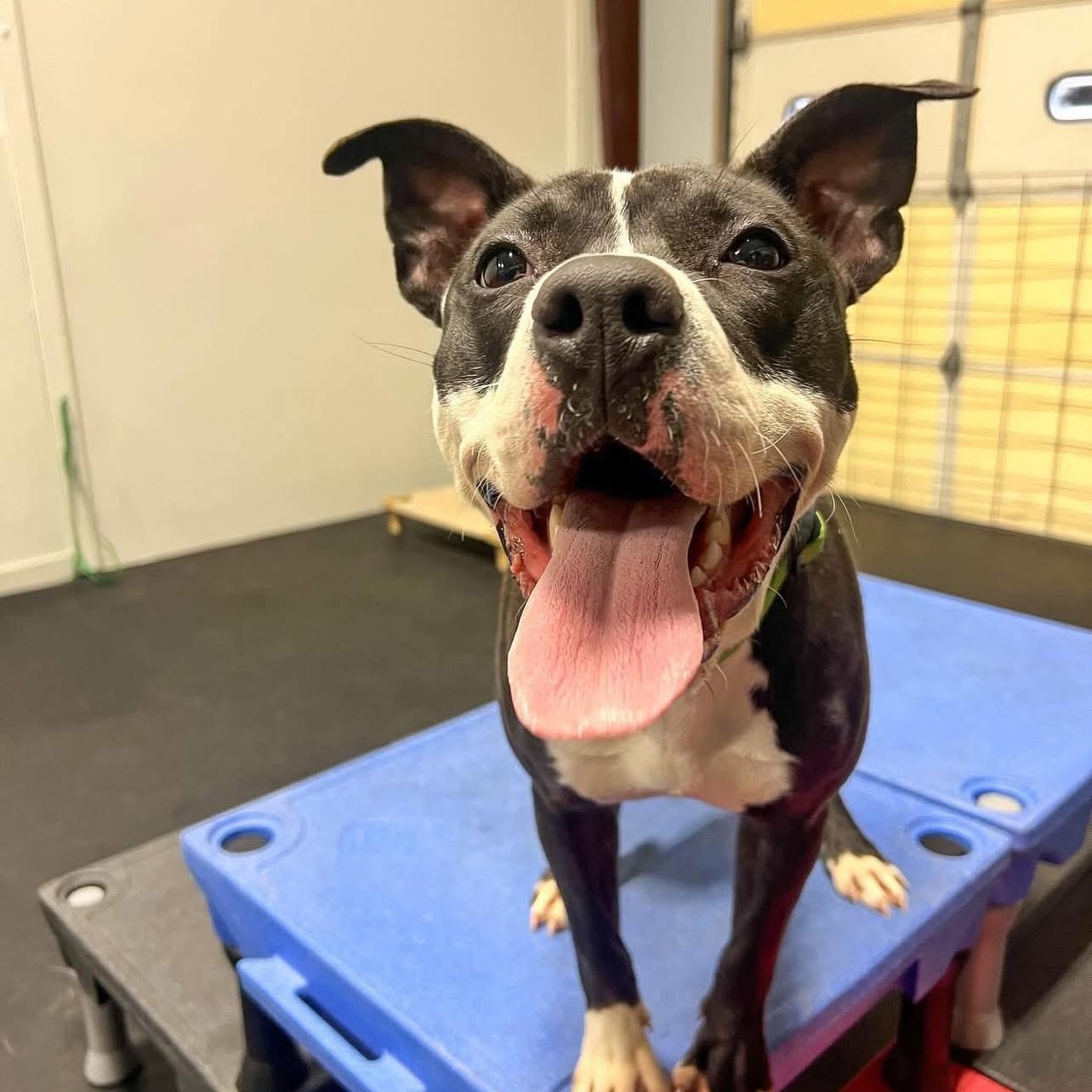 Enlarge Clover, a Adoptable Mixed Breed in Harrington, DE image 4/6