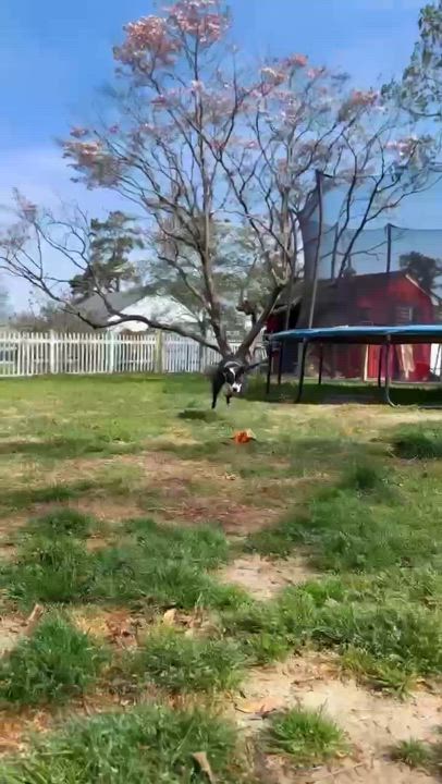 Enlarge Clover, a Adoptable Mixed Breed in Harrington, DE video 3/6