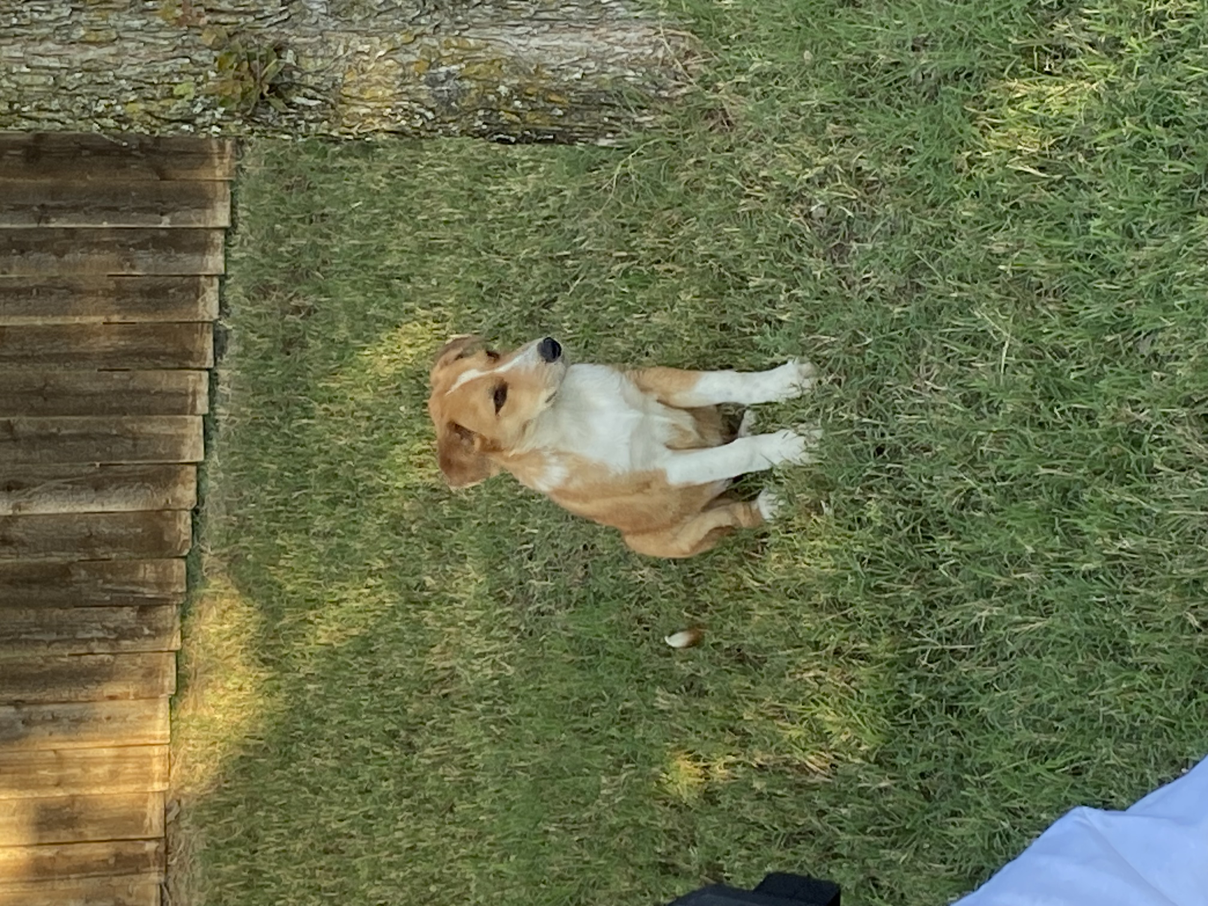 Maggie, Adopted, Puppy Female Jack Russell Terrier & Smooth Collie.