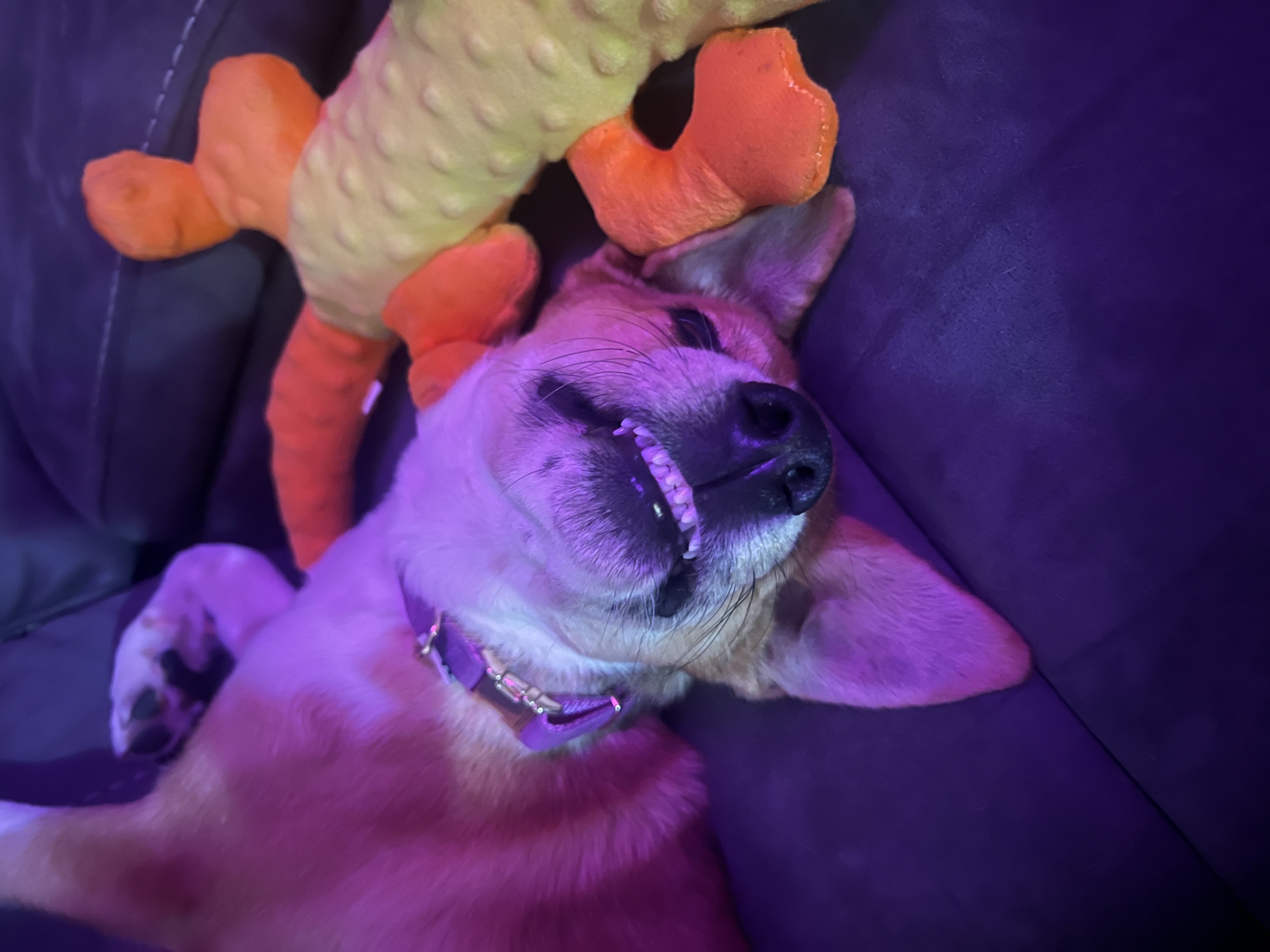 Maggie, a Adopted mixed breed in Stephenville, TX image 2/4