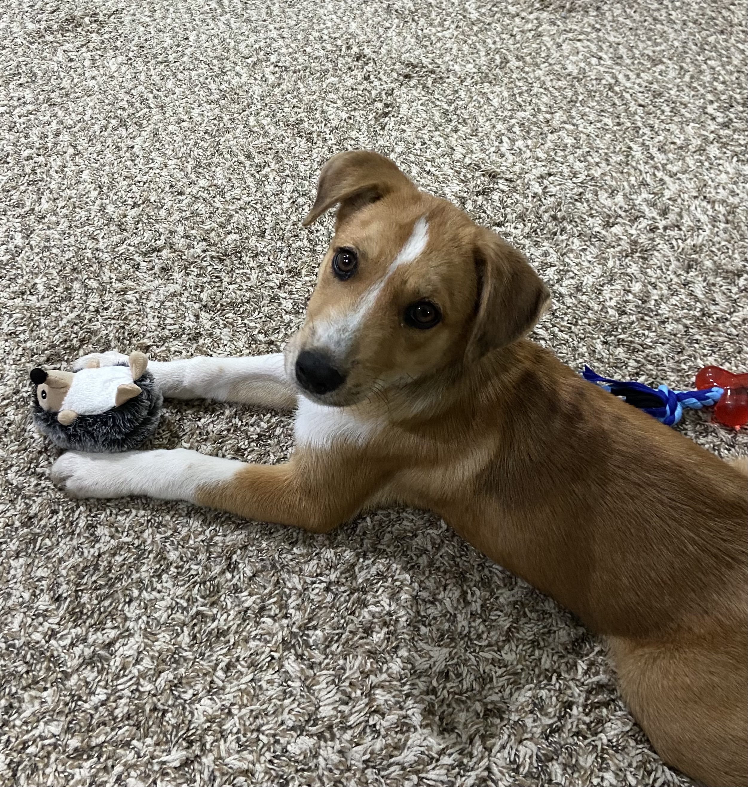 Maggie, a Adopted mixed breed in Stephenville, TX image 4/4