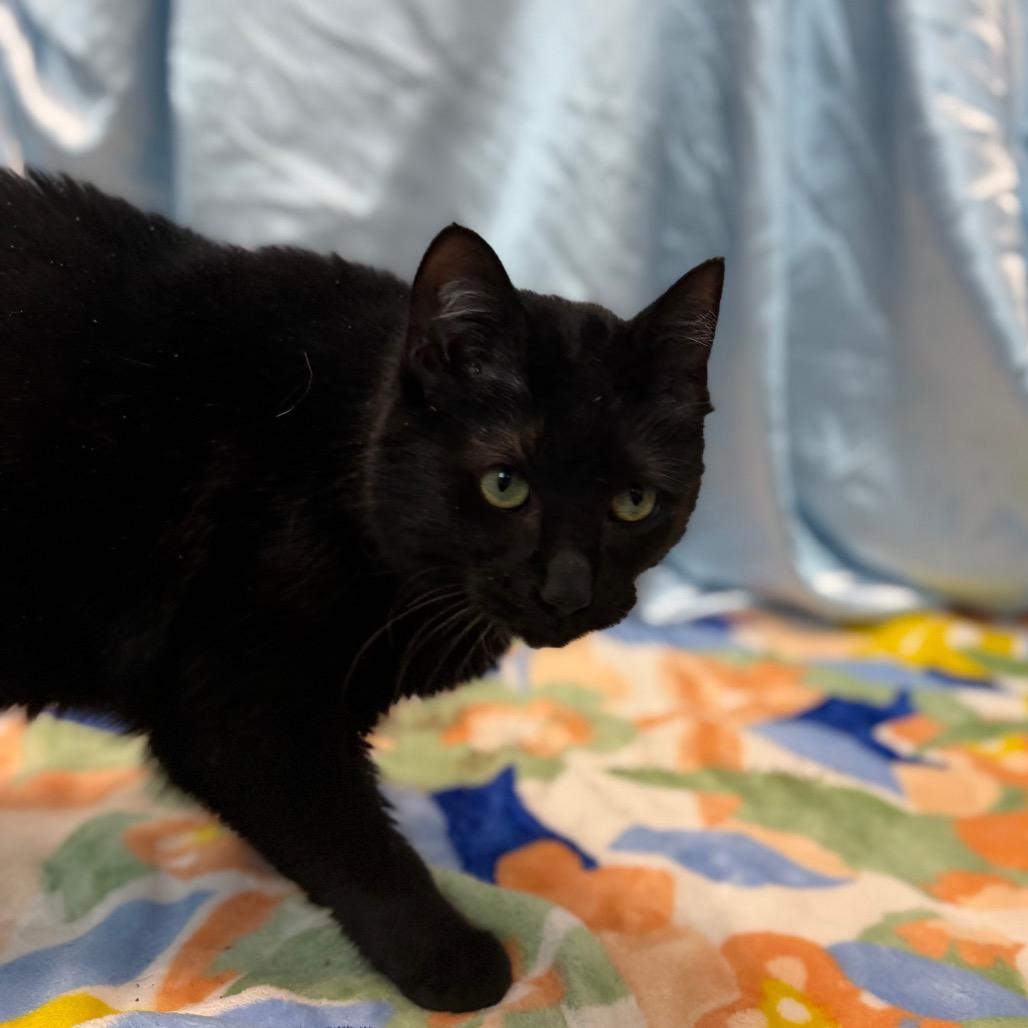 Enlarge Velvet, a Adoptable Domestic Short Hair in Watertown, NY image 1/6