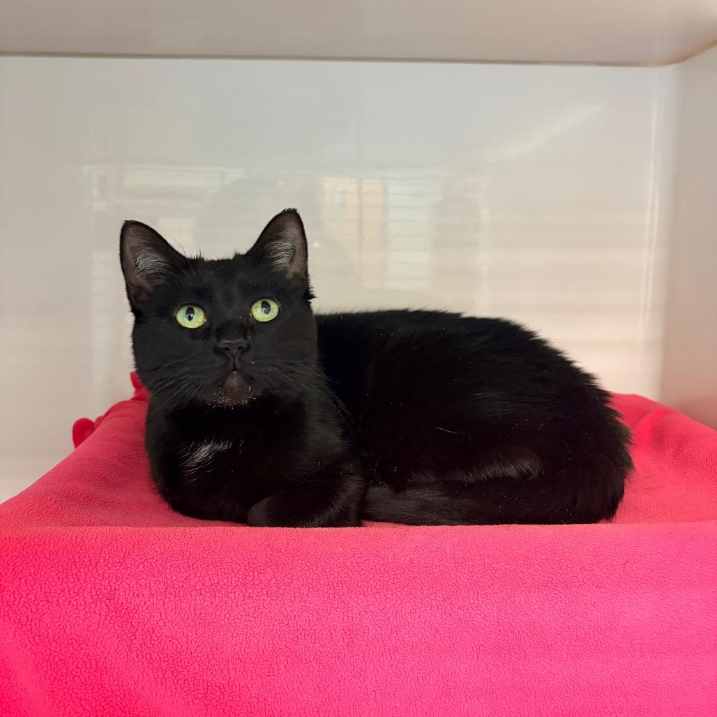 Velvet, a Adoptable Domestic Short Hair in Watertown, NY image 1/3