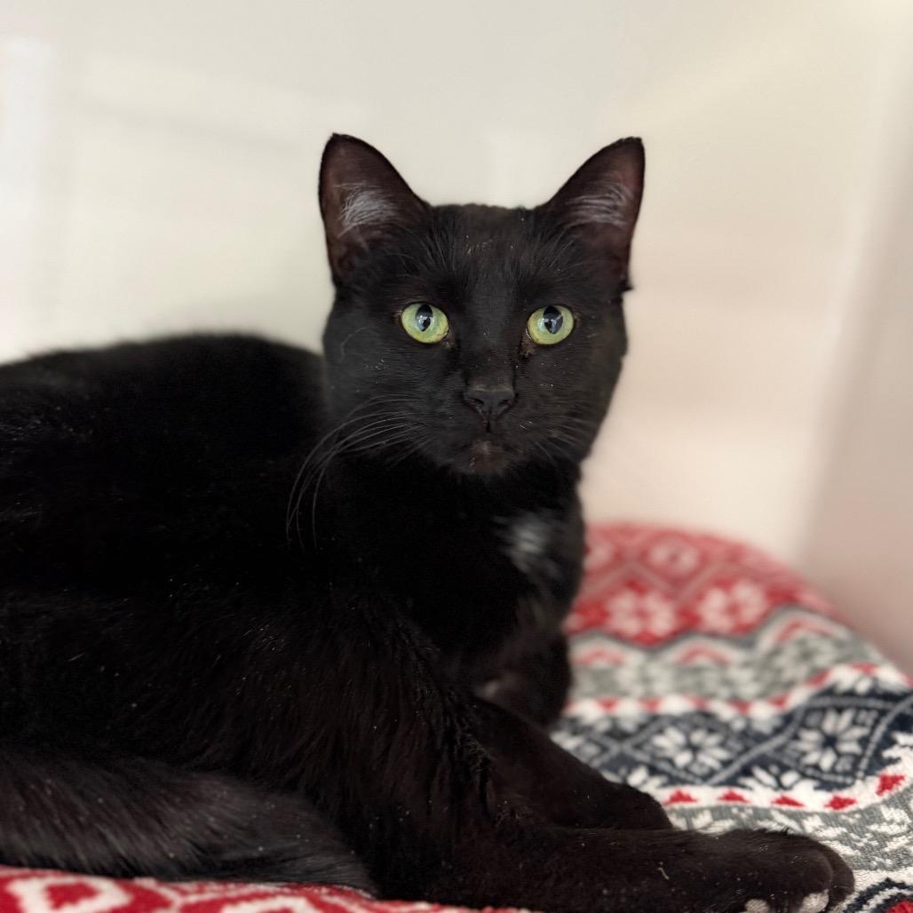 Velvet, a Adoptable Domestic Short Hair in Watertown, NY image 3/3