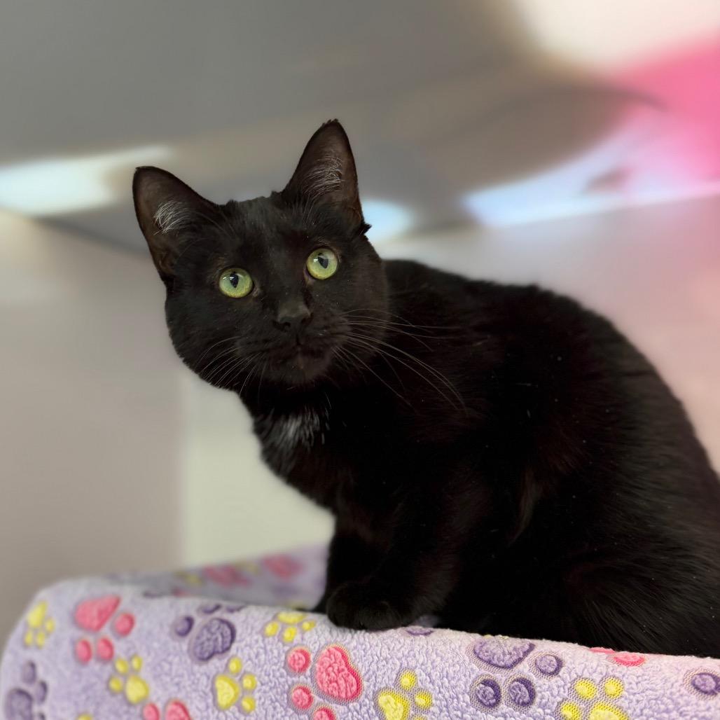 Enlarge Velvet, a Adoptable Domestic Short Hair in Watertown, NY image 6/6