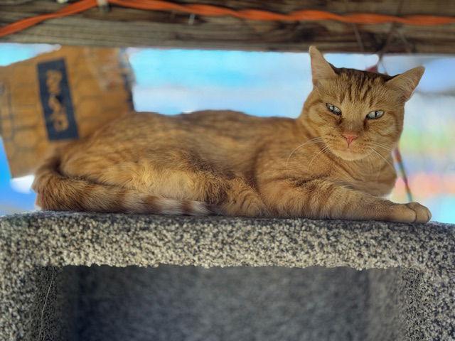 Purrcy, Adoptable, Adult Male Tabby.