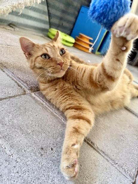 Purrcy