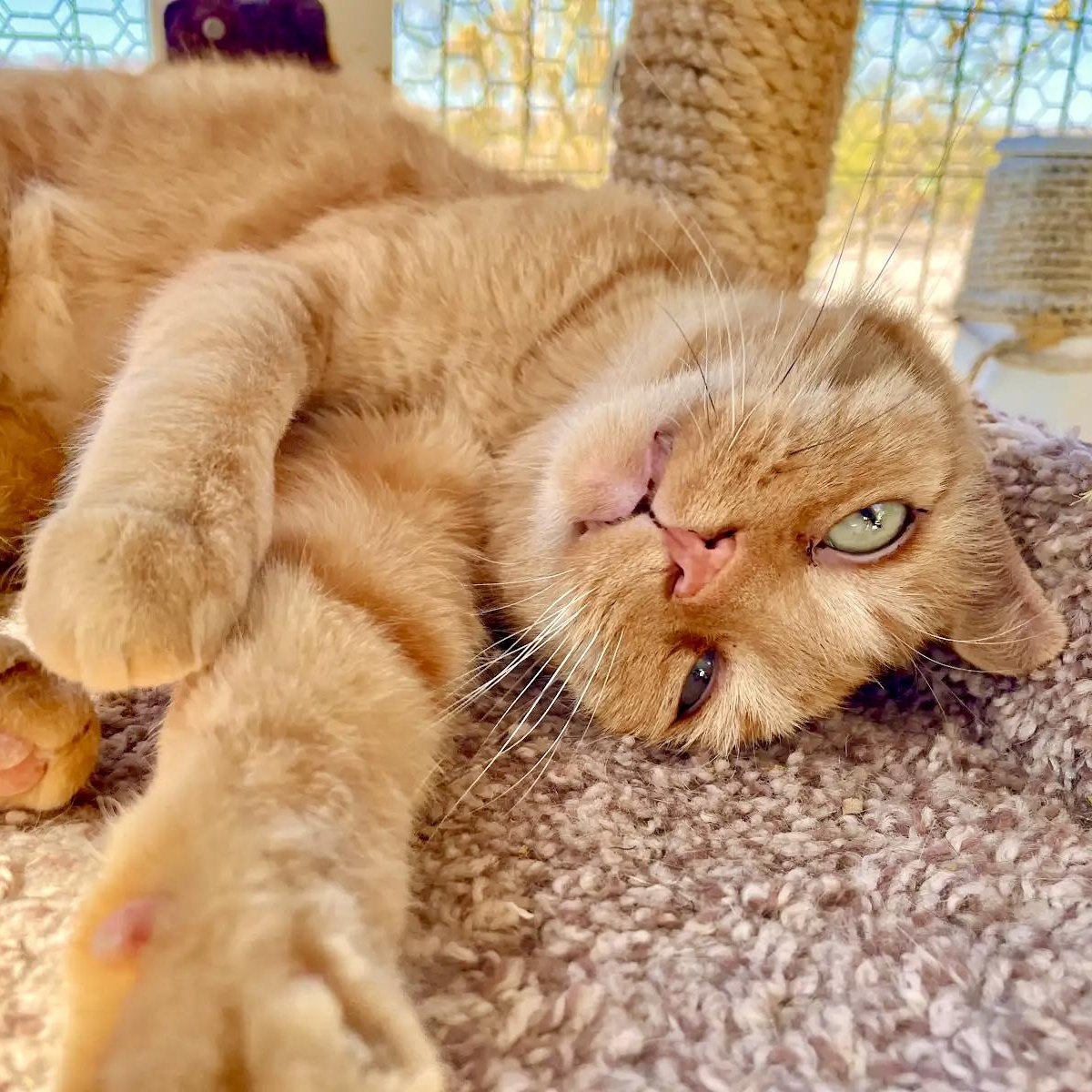 Purrcy