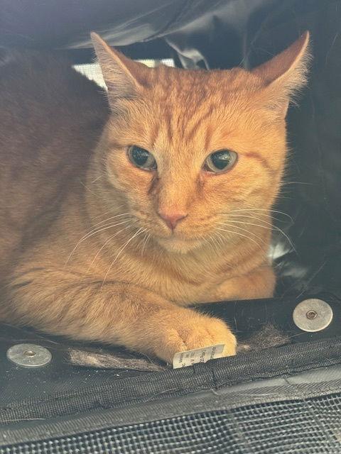 Purrcy, Adoptable, Adult Male Tabby.