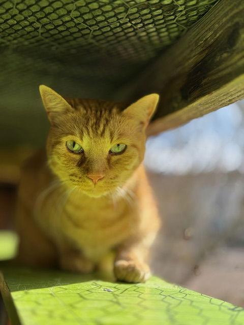 Purrcy, a Adoptable Tabby in Williamsburg, NM image 3/4