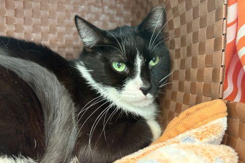 Enlarge Manny, a ADOPTABLE mixed breed in Chicago, IL image 4/5