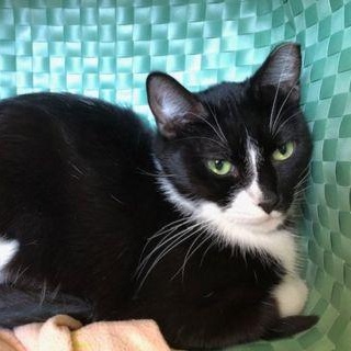 Enlarge Manny, a ADOPTABLE mixed breed in Chicago, IL image 2/5