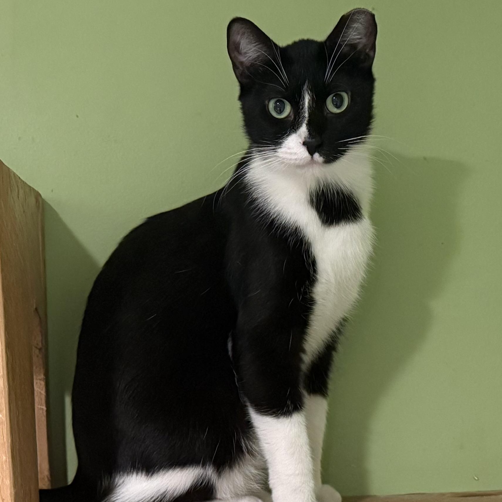 Enlarge Manny, a ADOPTABLE mixed breed in Chicago, IL image 1/5