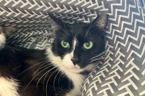 Enlarge Manny, a ADOPTABLE mixed breed in Chicago, IL image 5/5