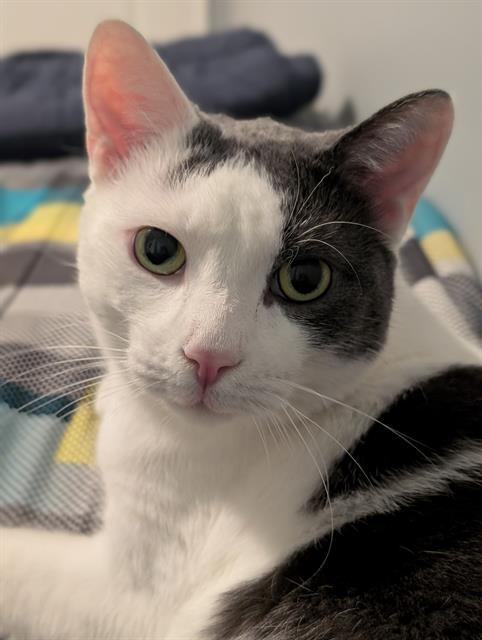 COCO, Adoptable, Adult Male Domestic Short Hair.