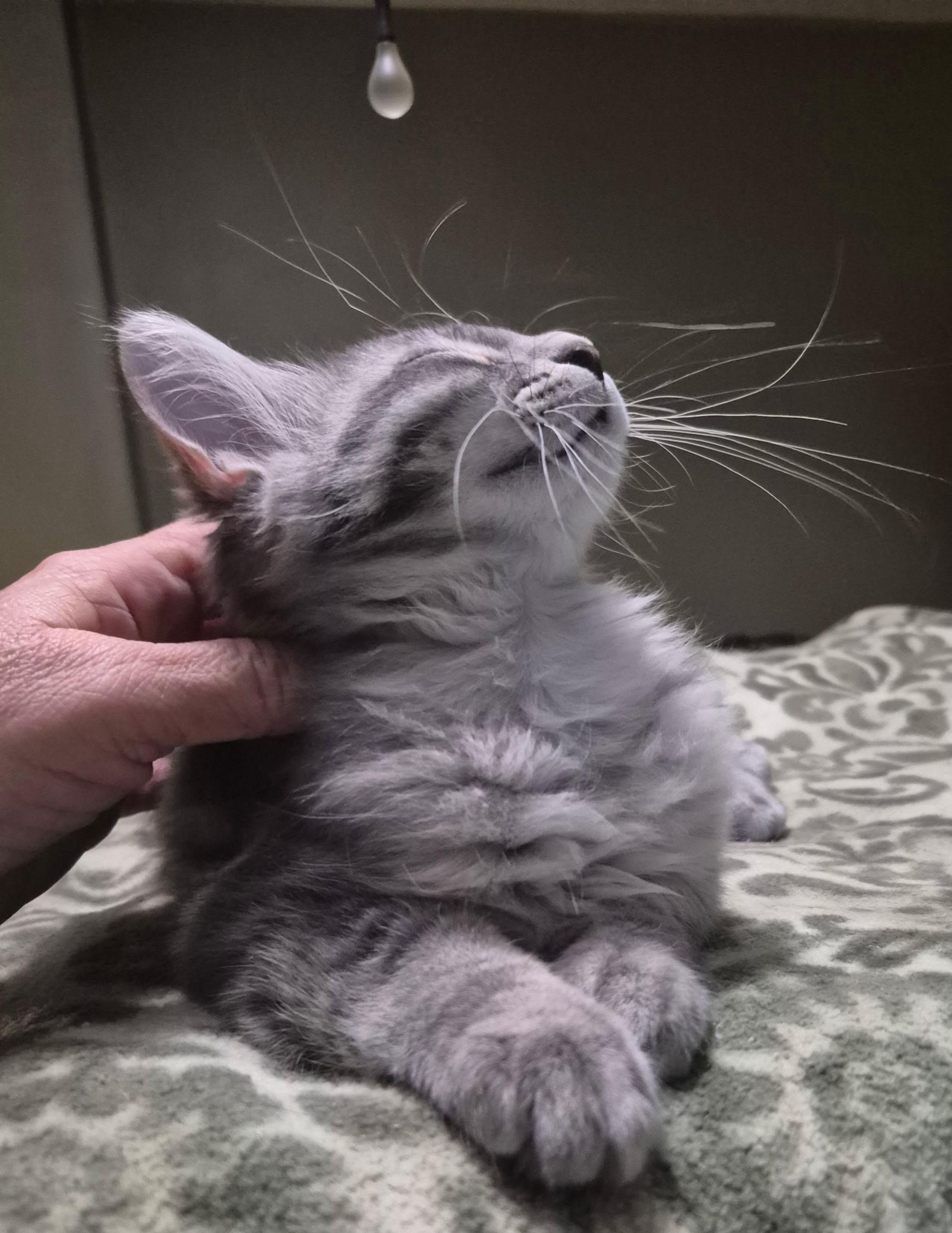 Enlarge Taffy, an adopted Domestic Long Hair in Blaine, MN image 2/5