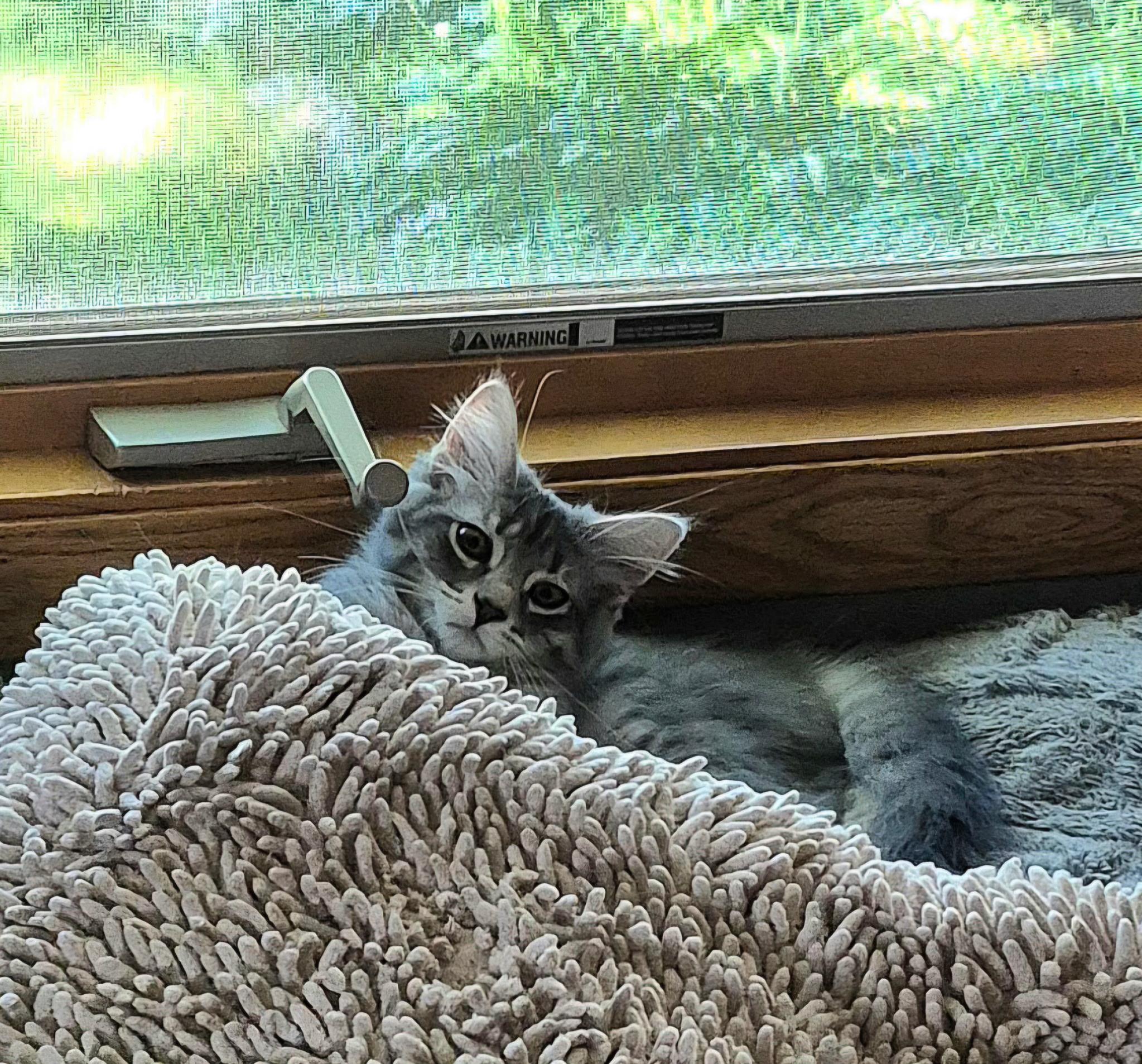 Enlarge Taffy, an adopted Domestic Long Hair in Blaine, MN image 5/5