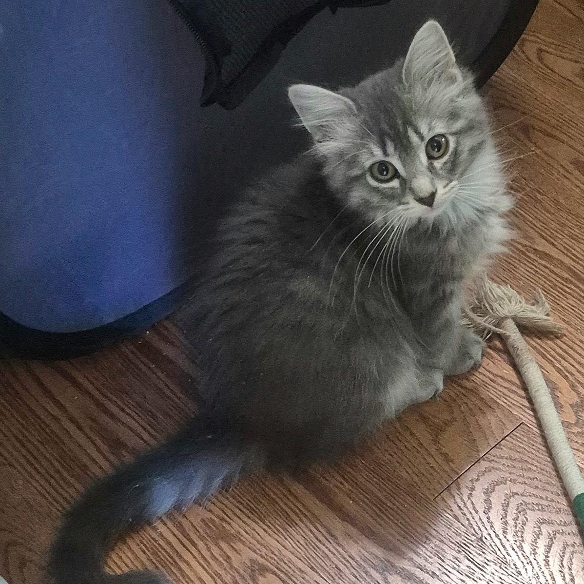 Taffy, adopted, Kitten Female Domestic Long Hair.