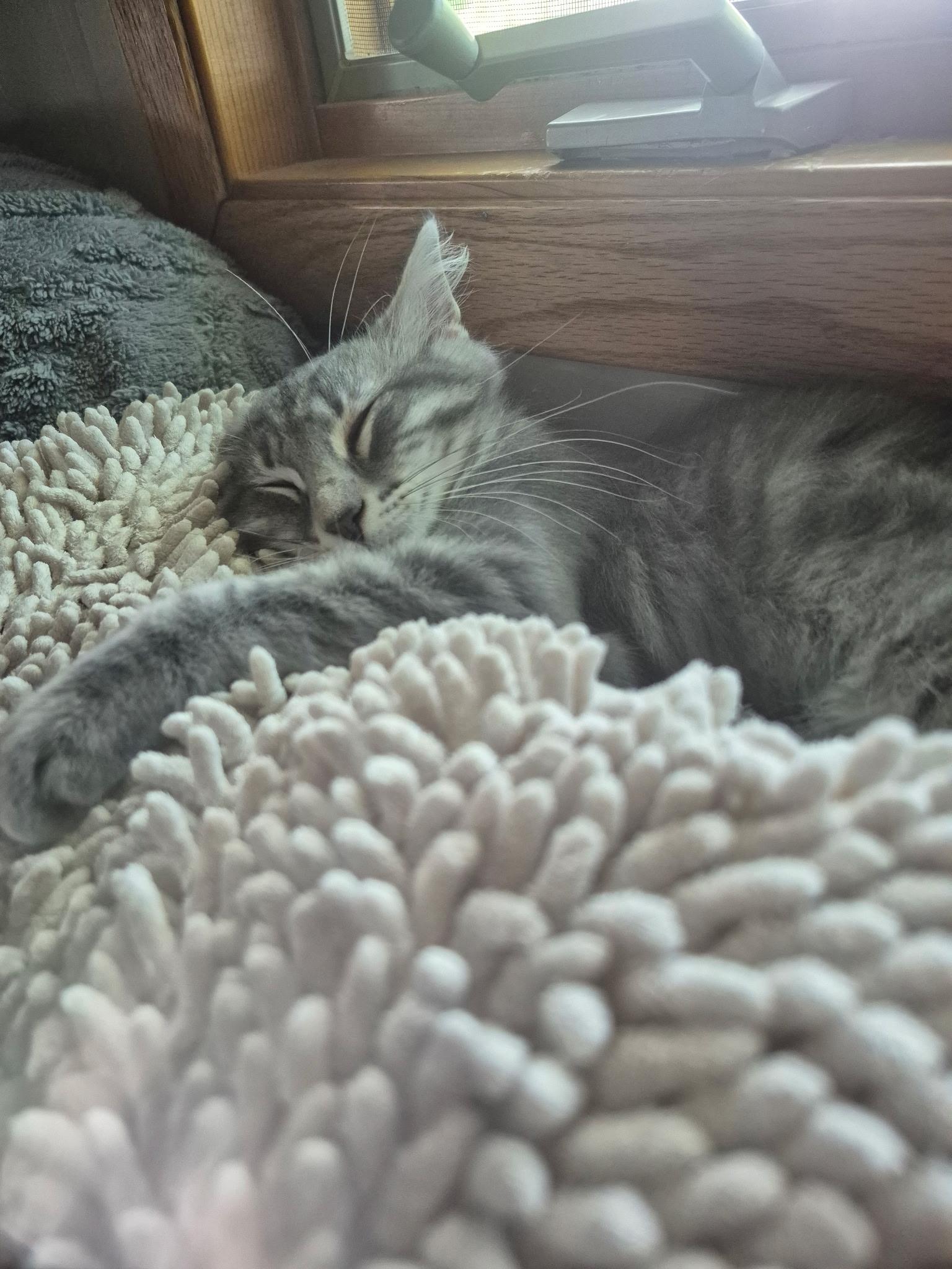 Enlarge Taffy, an adopted Domestic Long Hair in Blaine, MN image 4/5