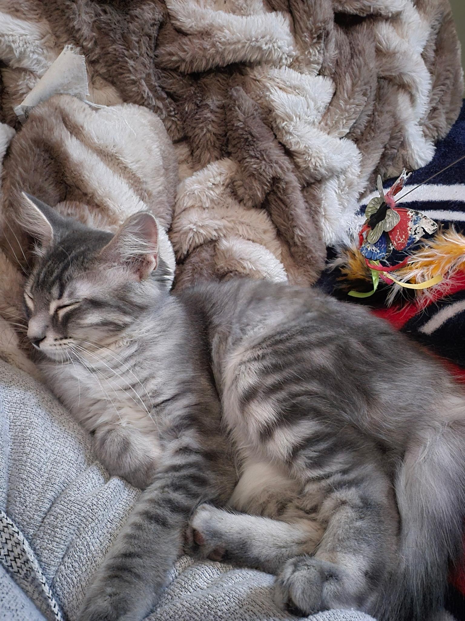 Enlarge Taffy, an adopted Domestic Long Hair in Blaine, MN image 3/5