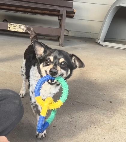 Russo, a ADOPTABLE Chihuahua in Plano, TX image 4/4
