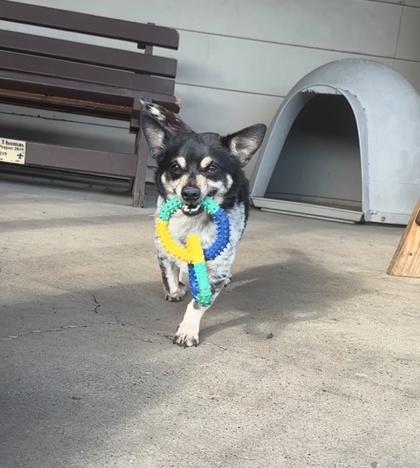 Russo, a ADOPTABLE Chihuahua in Plano, TX image 2/4