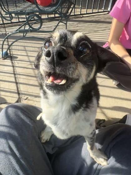 Russo, a ADOPTABLE Chihuahua in Plano, TX image 1/4