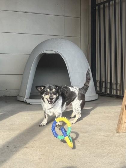 Russo, a ADOPTABLE Chihuahua in Plano, TX image 3/4