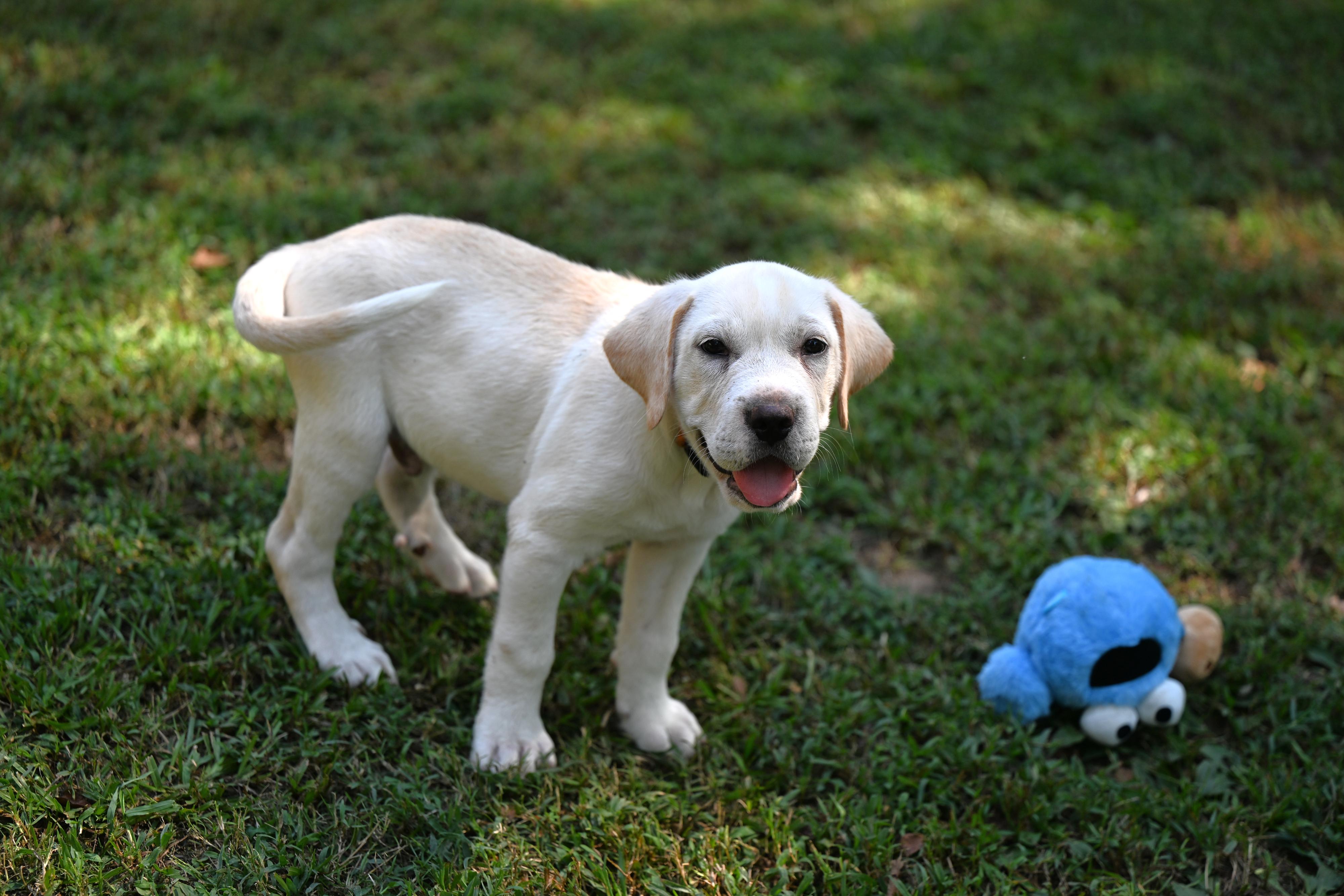 Enlarge Dax, a Adopted mixed breed in Epping, NH image 4/6