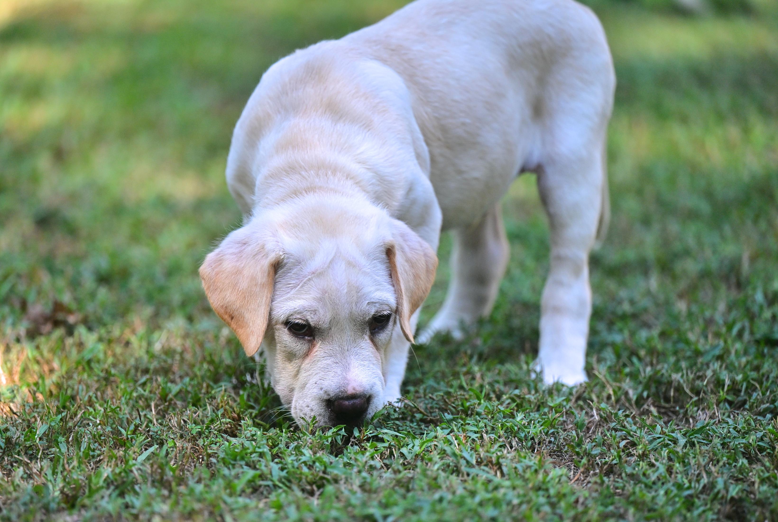 Enlarge Dax, a Adopted mixed breed in Epping, NH image 6/6