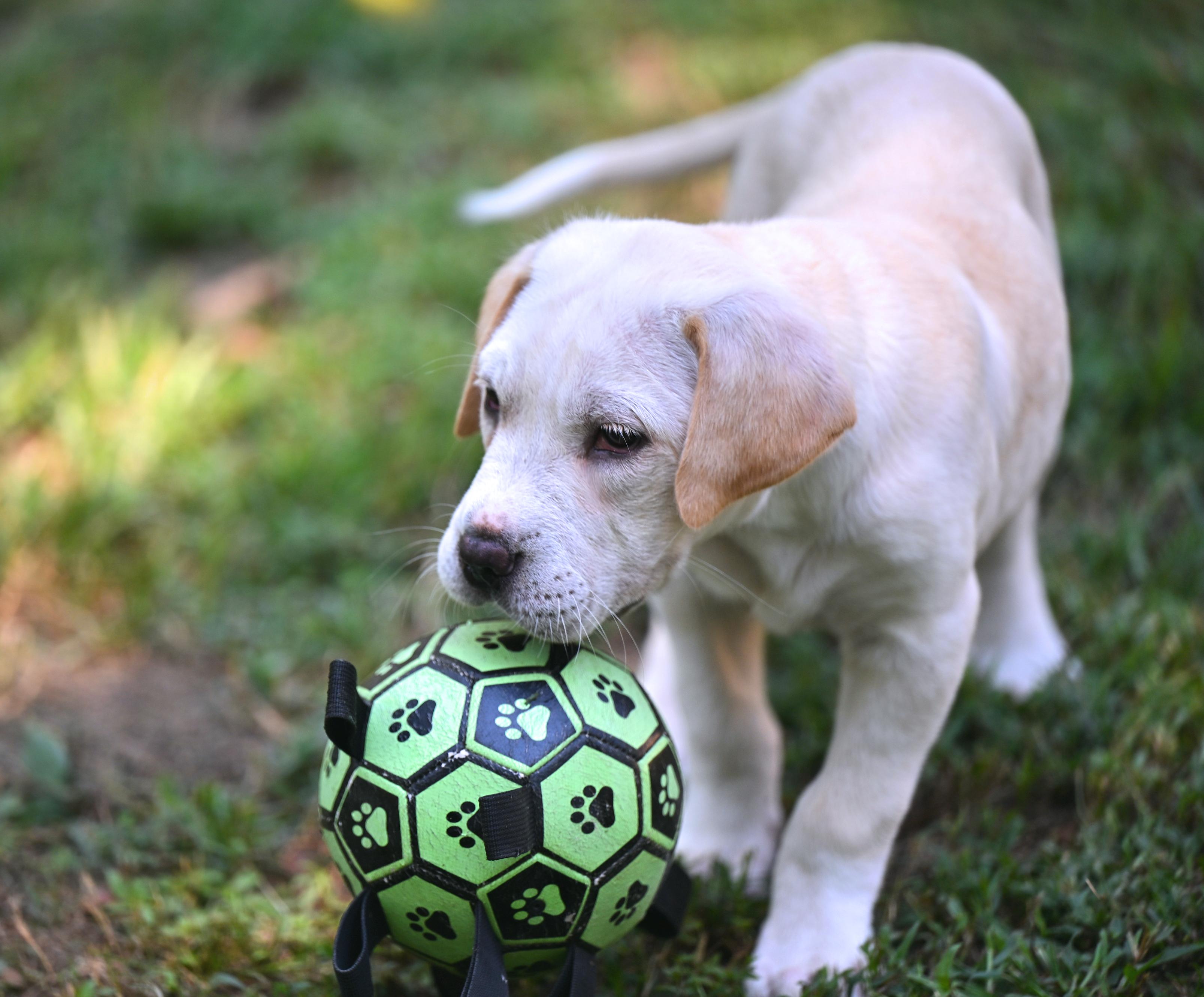 Dax, Adopted, Puppy Male Labrador Retriever & Great Pyrenees.