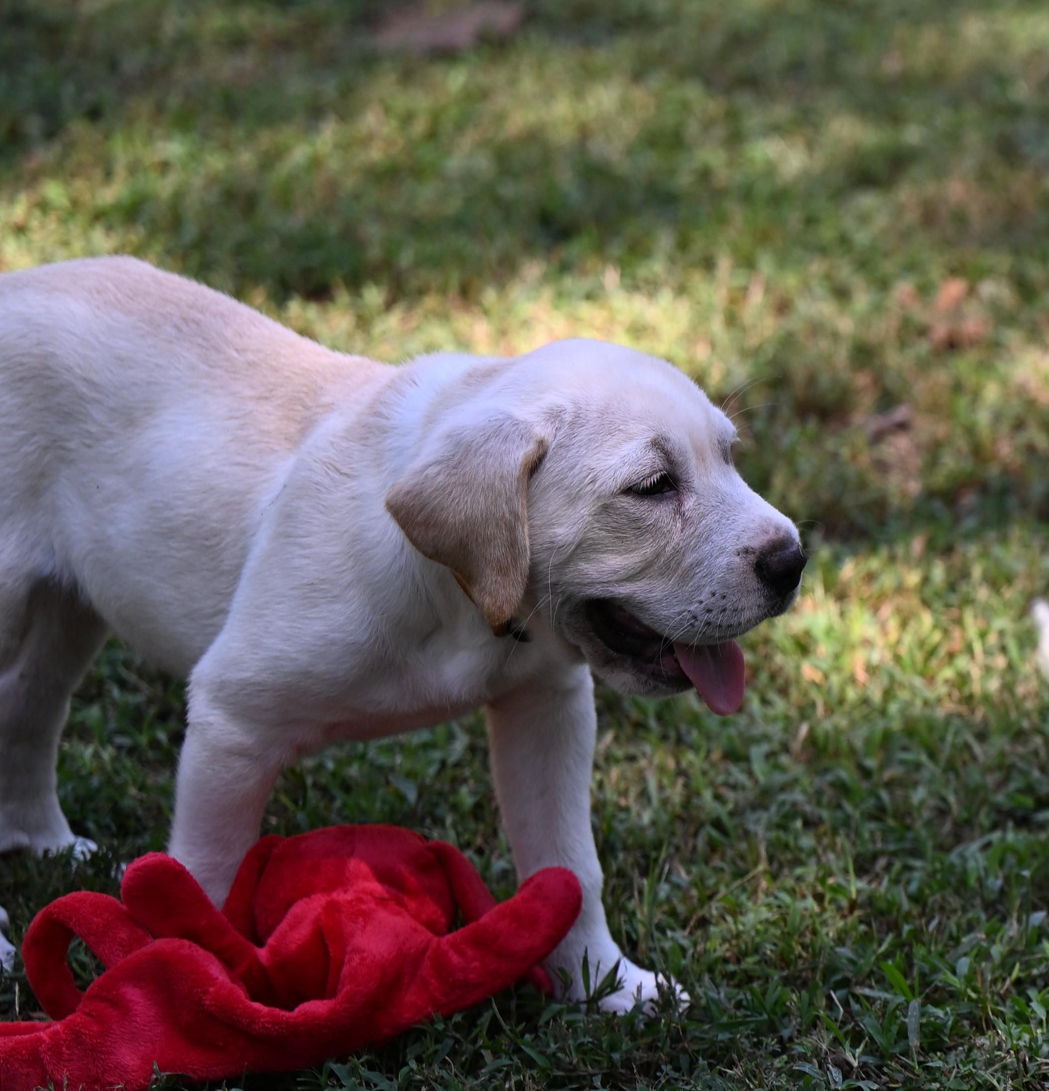 Enlarge Dax, a Adopted mixed breed in Epping, NH image 5/6