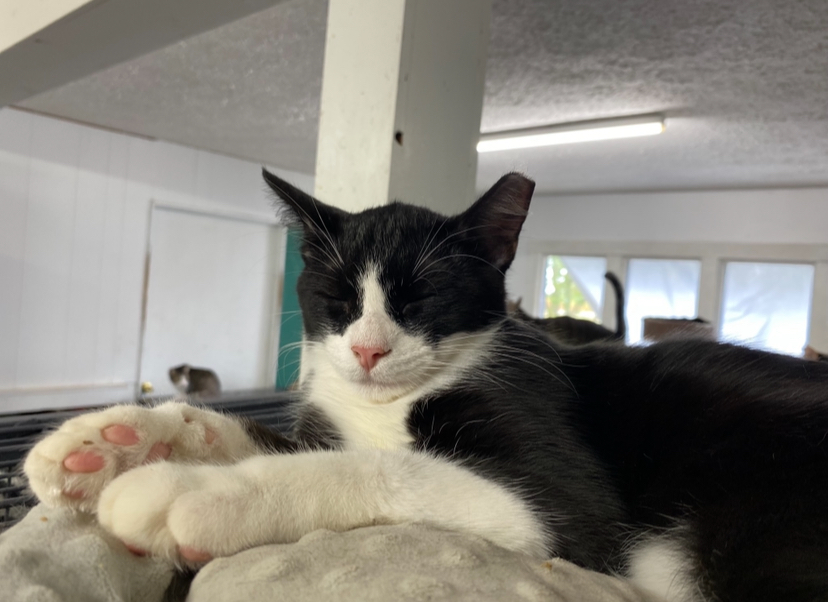 Enlarge skunk, an adoptable Domestic Short Hair in Marion, IN image 1/1