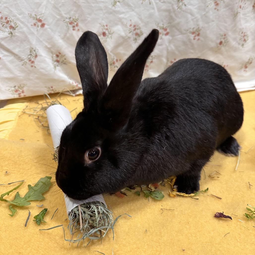 Pichu, a Adoptable Bunny Rabbit in Puslinch, ON image 1/6