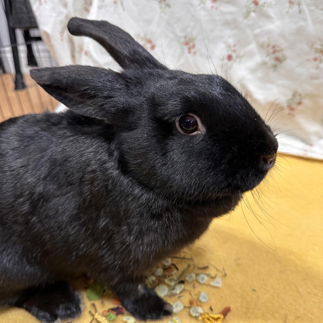 Pichu, a Adoptable Bunny Rabbit in Puslinch, ON image 3/6
