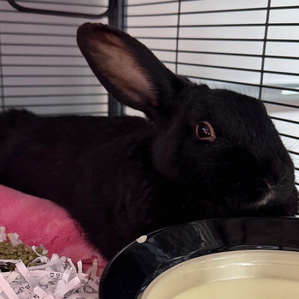 Pichu, a Adoptable Bunny Rabbit in Puslinch, ON image 4/6
