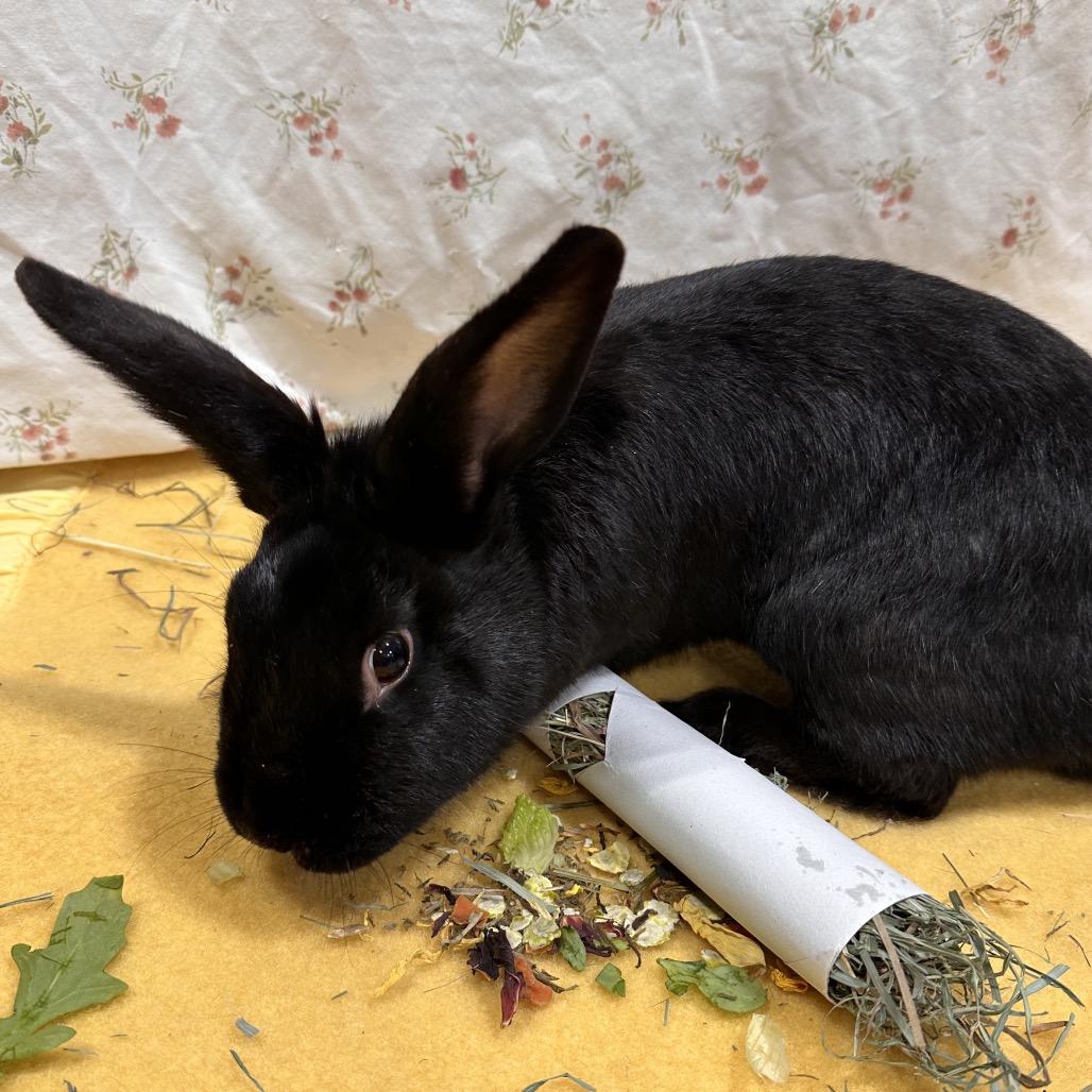 Pichu, a Adoptable Bunny Rabbit in Puslinch, ON image 5/6