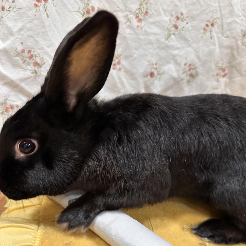 Pichu, a Adoptable Bunny Rabbit in Puslinch, ON image 6/6