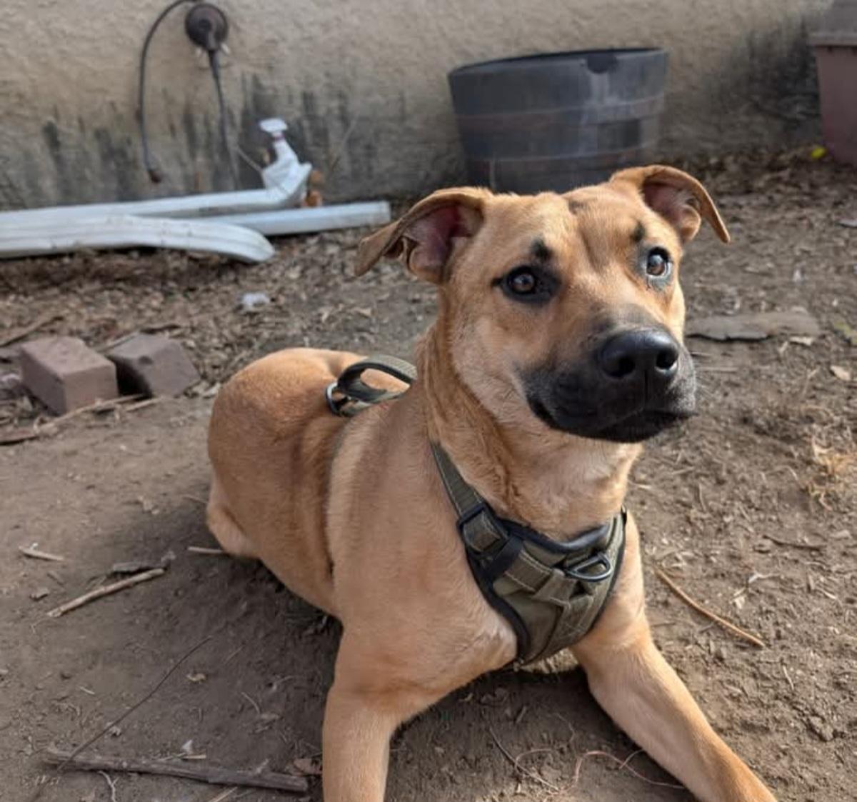 Enlarge Ren, an adoptable mixed breed in Grand Island, NE image 6/6