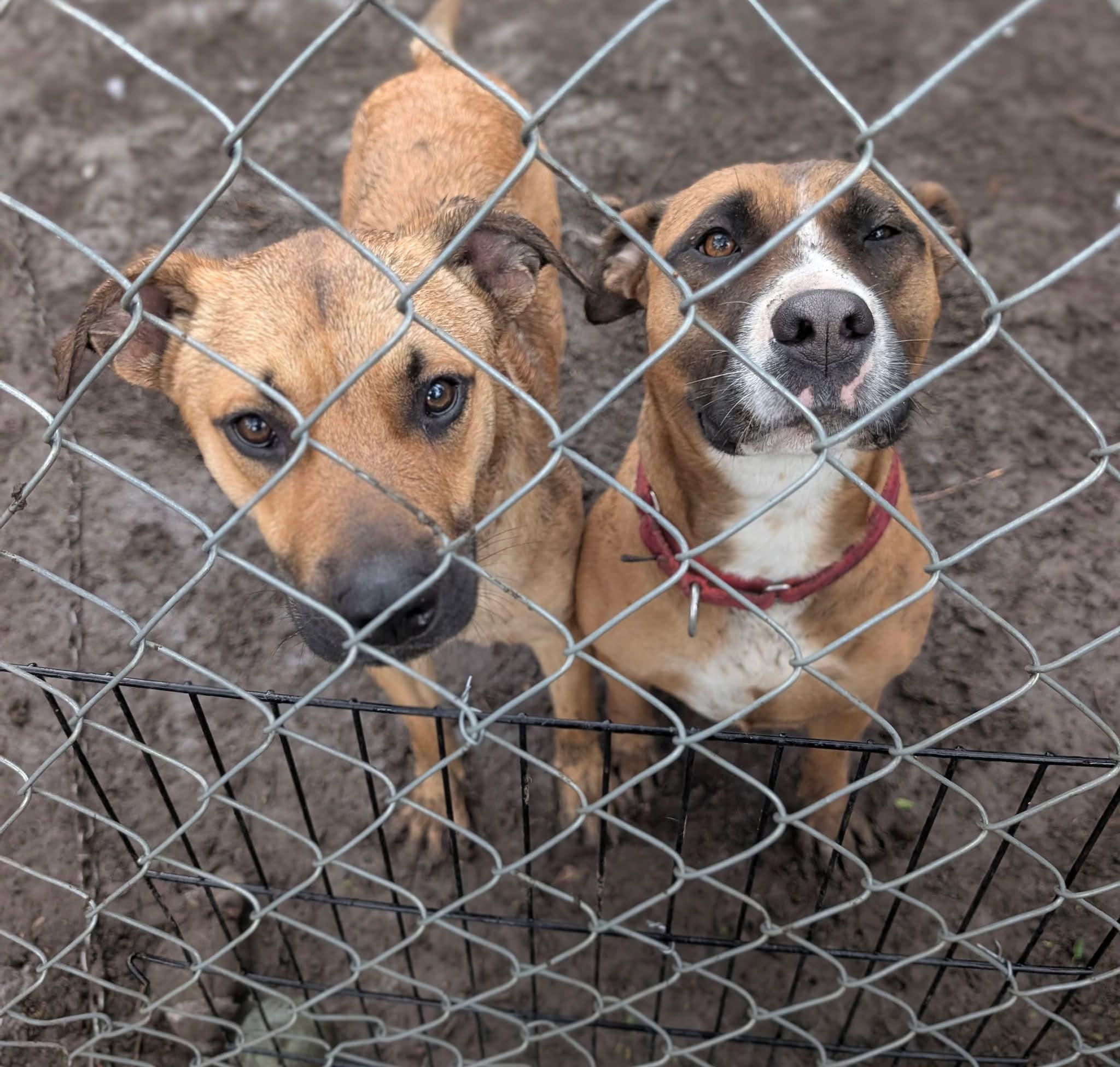 Enlarge Ren, an adoptable mixed breed in Grand Island, NE image 5/6