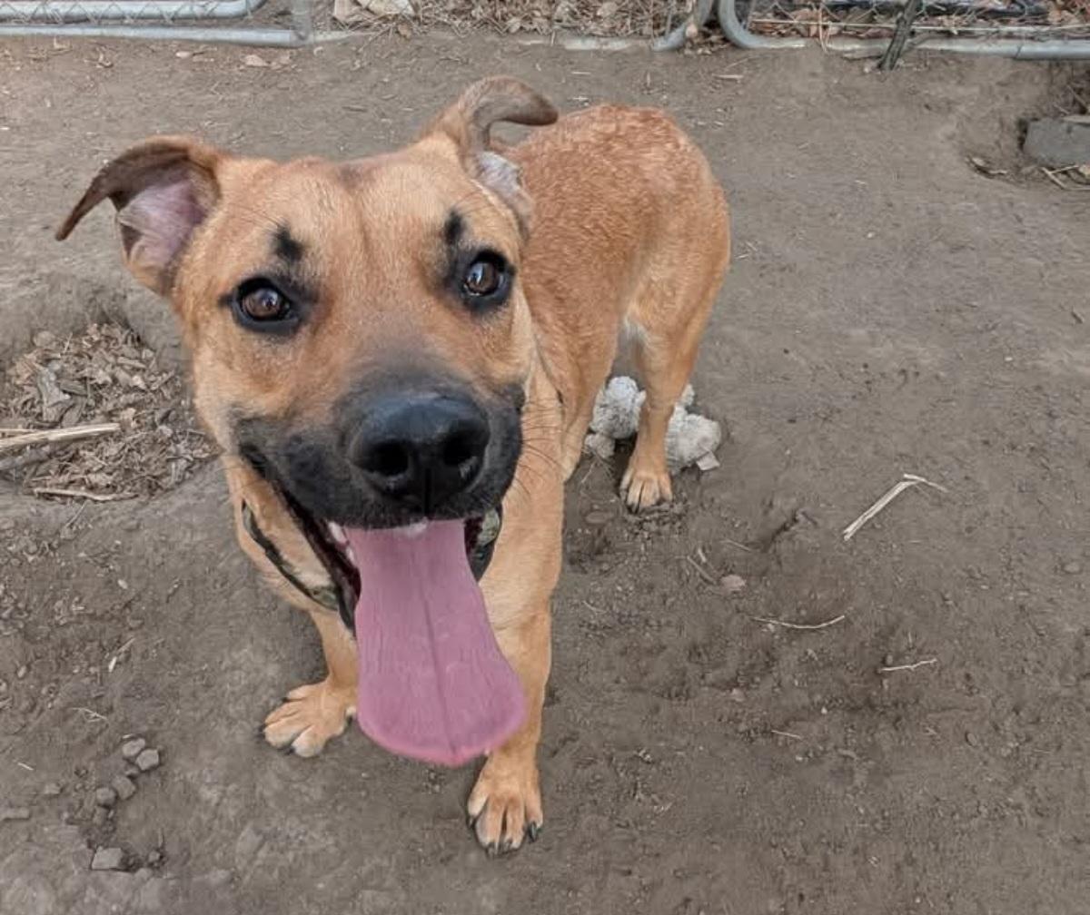 Enlarge Ren, an adoptable mixed breed in Grand Island, NE image 2/6
