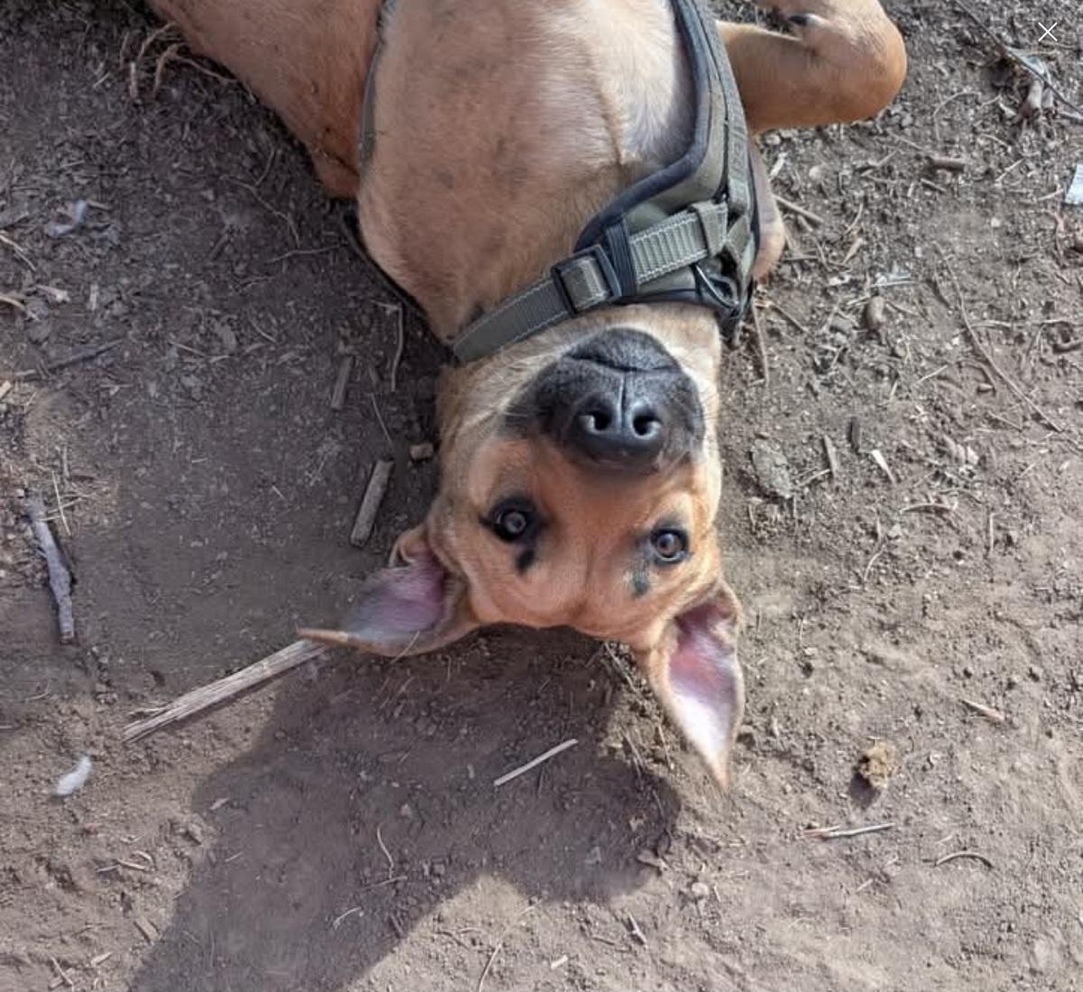 Enlarge Ren, an adoptable mixed breed in Grand Island, NE image 4/6