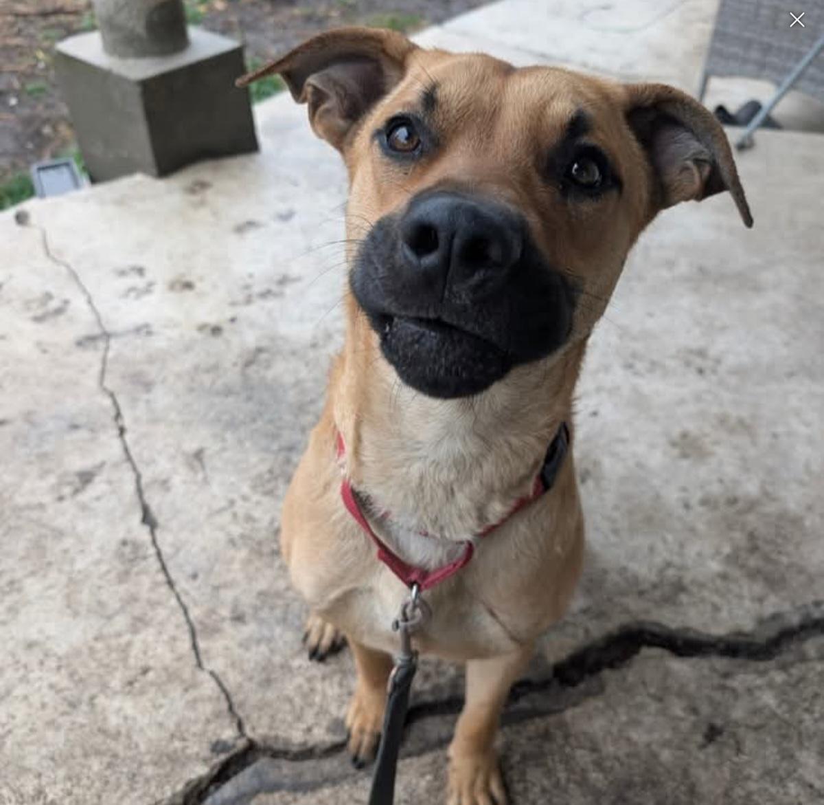 Ren, adoptable, Young Male Shepherd.