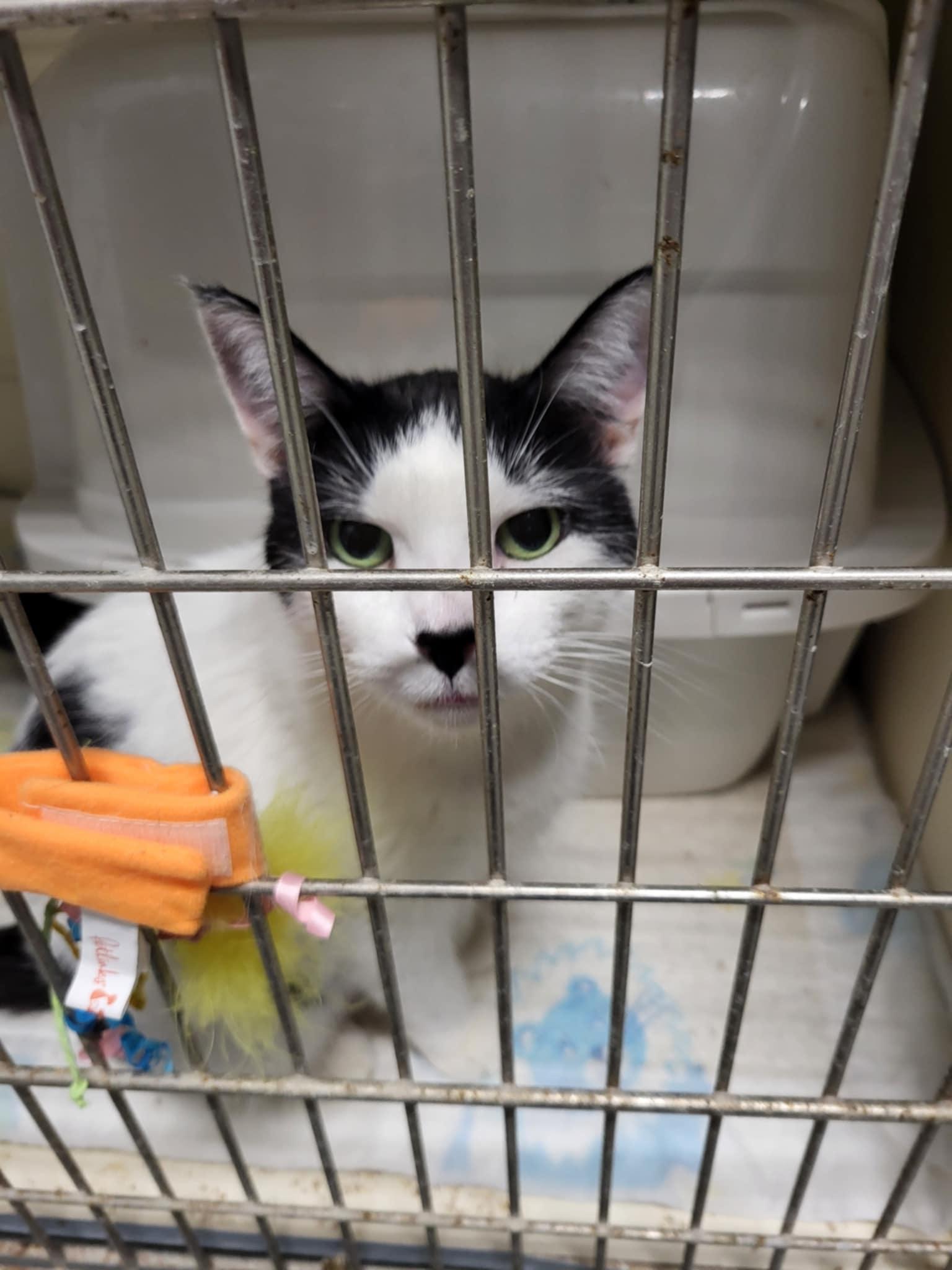 Celly, a Adoptable Domestic Short Hair in Detroit Lakes, MN image 1/3